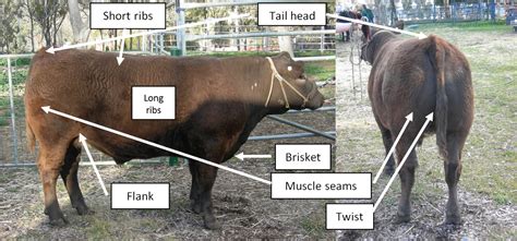 Straighten the cattle panel so that is it flush with the pole. . Cattle fattening in 90 days pdf